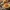 Carbonara Sauce Image
