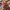 Chamoy Sauce Image